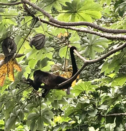 a black bird sitting on a tree branch at Oleadas Maderas in San Juan del Sur