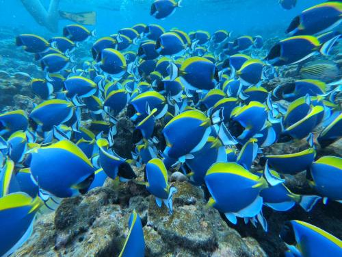 a school of blue and yellow fish in the ocean at The Sunrise Huraa in Huraa