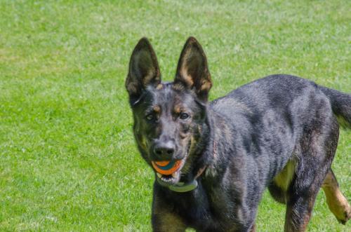 a black dog with an orange ball in its mouth at Bugaboo Cottages in Summerside