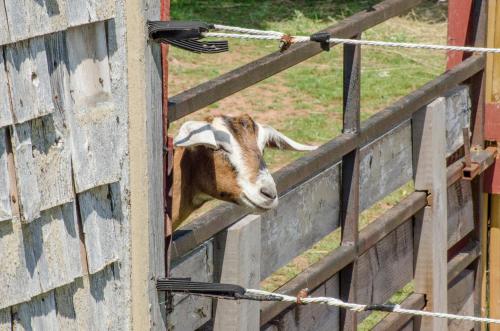 a goat sticking its head out of a fence at Bugaboo Cottages in Summerside