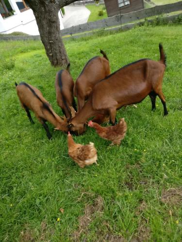 a group of dogs playing with chickens in the grass at Haus Falkner in Mutters