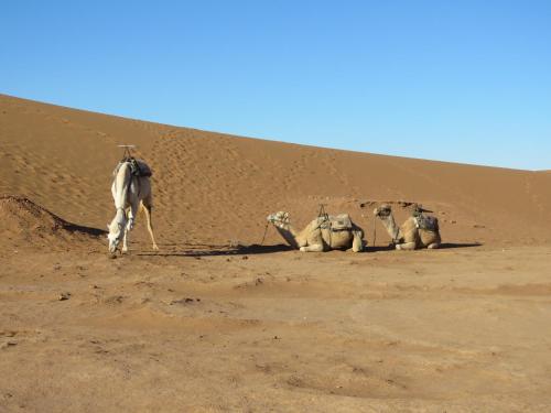Animales en el tented camp o alrededores