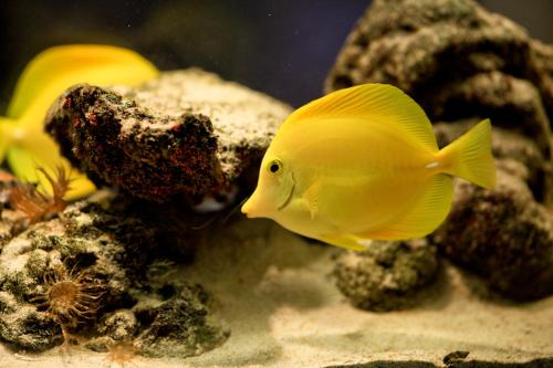 a yellow fish in an aquarium with other fishes at Hotel Hacaritama Colonial in Villavicencio