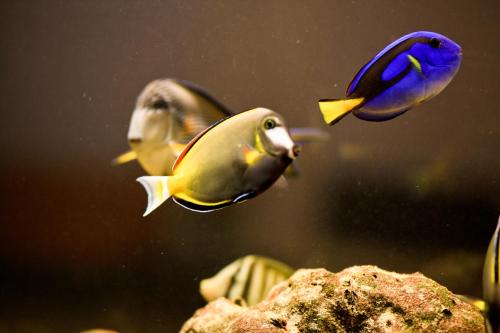 two fishes swimming in an aquarium at Hotel Hacaritama Colonial in Villavicencio