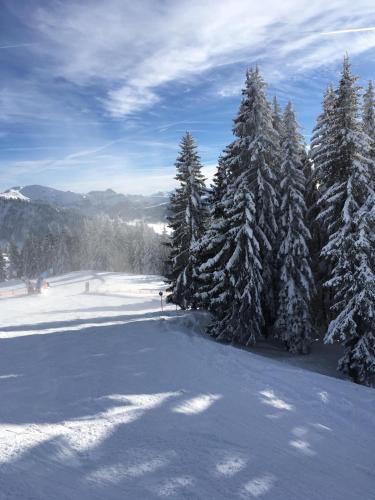 a group of trees covered in snow next to trees at Kendlhof in Sankt Johann im Pongau