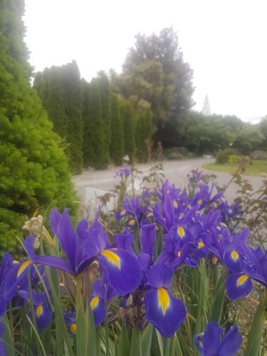 a bunch of purple flowers in a garden at Lancewood Lodge in Bulls