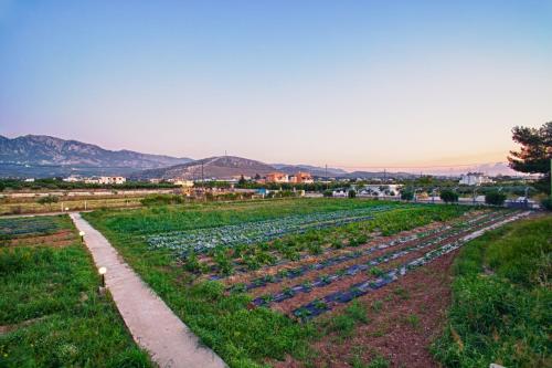 Gallery image of ILIOS K Village Resort in Tigaki