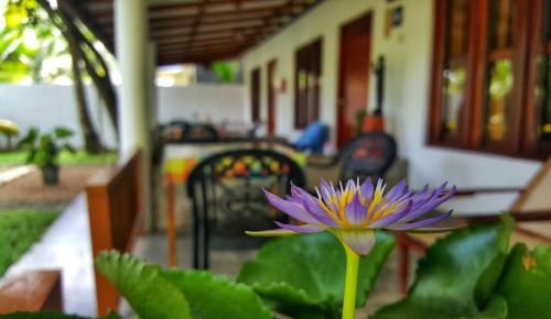 a purple flower sitting in front of a house at Luvi Lucas River Side in Weligama