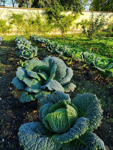 a row of cabbage plants in a garden at Sottoalfico Resort in Rimini