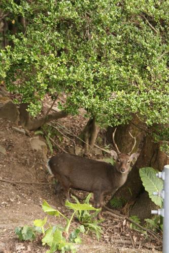a deer with horns standing under a tree at Yakunoyado Taguchi in Yakushima
