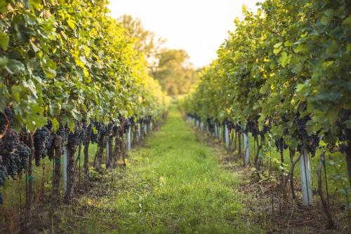 a row of grape vines in a field at Penzion U Kostela in Mikulčice