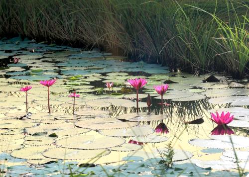 a group of pink flowers in a lily pond at Niraamaya Wellness Retreats Backwaters And Beyond Kumarakom in Kumarakom