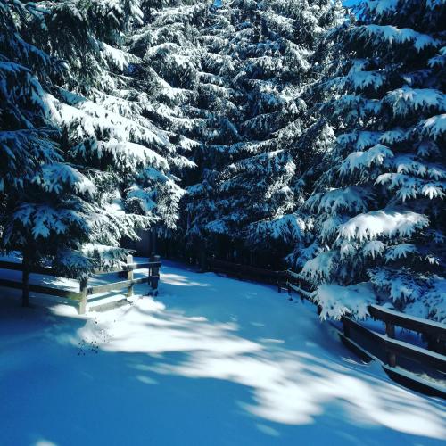 a snow covered forest with a fence and trees at Brvnare Krstigora in Zaovine