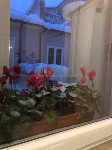 a glass window with red flowers in a room at Boutique Hotel Palazzo Corso Umberto in Boiano