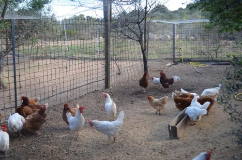 a group of chickens walking around in a pen at La Minditta in San Teodoro