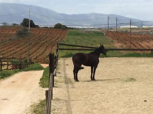a black horse standing on a dirt road next to a fence at Country Rooms near Athens - Airport in Vravrona
