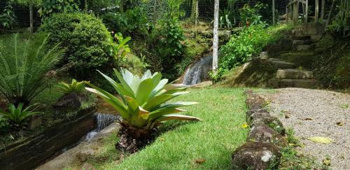 a plant sitting in the grass next to a waterfall at Pousada Vertente das Águas in Lumiar