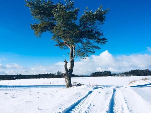 a tree standing in a snow covered field at Enjoy Hiking in Aufseß