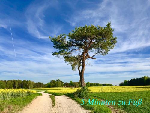 a tree in the middle of a dirt road at Enjoy Hiking in Aufseß