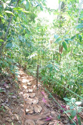 a trail in the middle of a forest at Villas en el Bosque in Ojochal