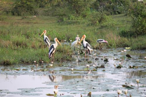 a group of birds standing in a body of water at Natures Bliss Holidays in Ja-Ela