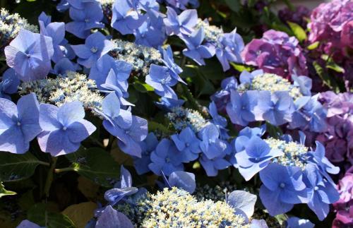 a bunch of blue flowers in a garden at Camping de Brouël in Ambon