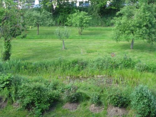 a field of grass with trees and bushes at Appartementhaus Moos in Lam