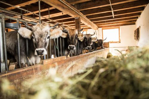 a group of cows are standing in a barn at Hieserhof in Neustift im Stubaital