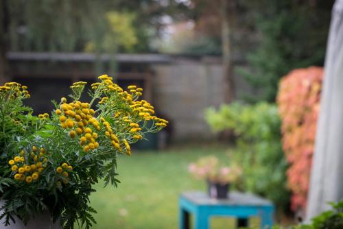 a plant with yellow flowers and a blue table at Henriëtta in Hoboken