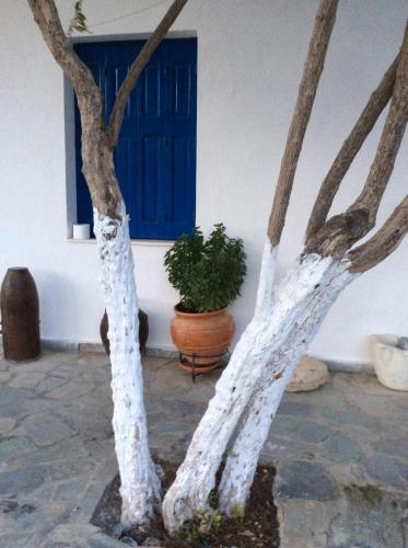 a tree in front of a blue door and a plant at Anixi in Astypalaia Town