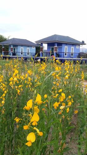 a field of yellow flowers in front of houses at Ban Thung Talay Mok Chiangdao in Chiang Dao