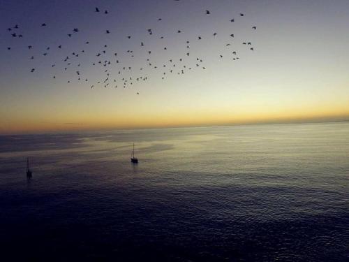 a flock of birds flying over the water with two boats at bed & breakfast Regina in Tarrafal