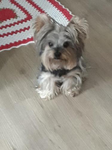 a small dog is sitting on the floor at Hospedagem Domiciliar Central in Jaraguá do Sul