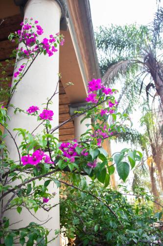 a bunch of pink flowers on a building at Asuncion Palace in Asuncion