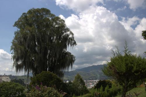 a large tree in the middle of a city at Buriti EcoH RNT56521, via Termales Santa Rosa de Cabal in Santa Rosa de Cabal