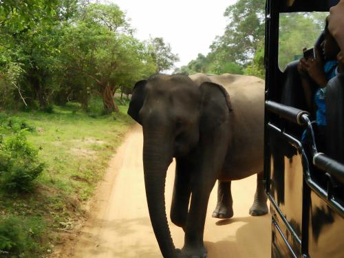 an elephant walking down a dirt road next to a bus at Lake Front Yala Safari in Kataragama