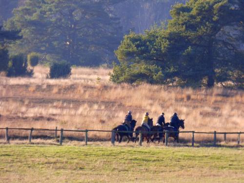 a group of people riding horses in a field at Fewo-Mundi in Egestorf