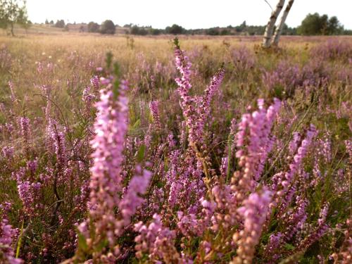 a field full of purple flowers in a field at Fewo-Mundi in Egestorf