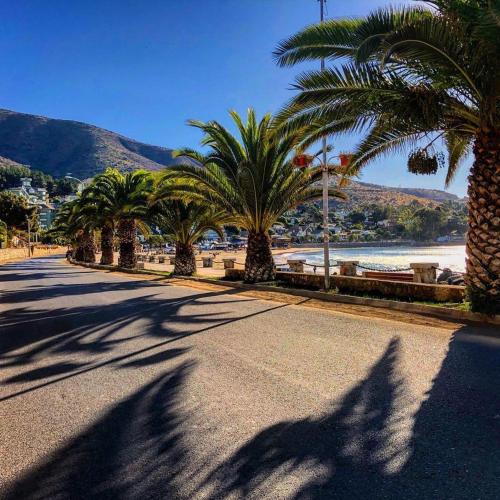 a row of palm trees on a street next to a beach at Haydeé Lomas de Papudo IV in Papudo