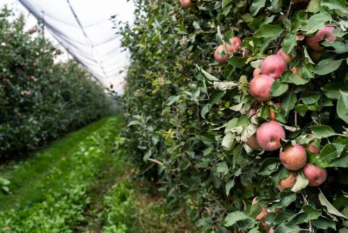 a bunch of apples on a tree in an orchard at Hotel Agriturismo Al Luogo Del Giulio in Maniago