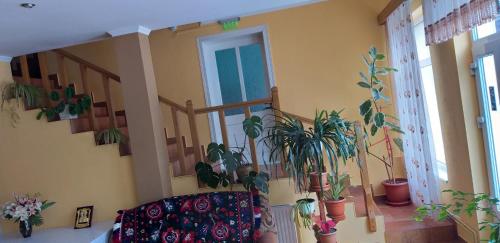 a living room with potted plants on the wall at Pensiunea Casa Șteț Toader Iulian in Săpînţa