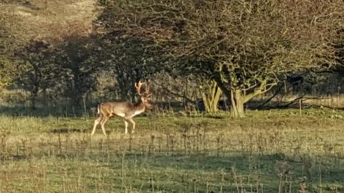 a gazelle standing in a field next to a tree at Near the Beach in Zandvoort