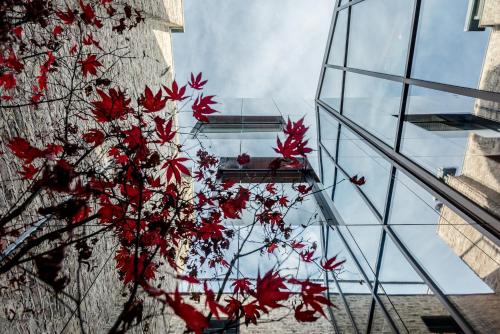a tree with red leaves in front of a glass building at The Hide in Ghent