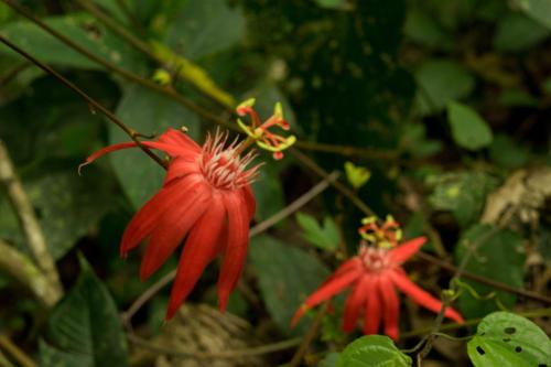 two red flowers on a plant with green leaves at Albergue La Laguna in Puerto Jiménez
