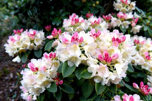 a bunch of white and pink flowers on a bush at Casas de Pedra in Camacha