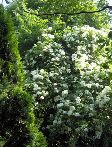Un jardín fuera de B&B Het Uilennest