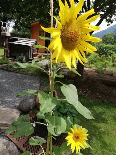 a large yellow sunflower in a garden at Ferienhaus-Römerthurm in Schöder
