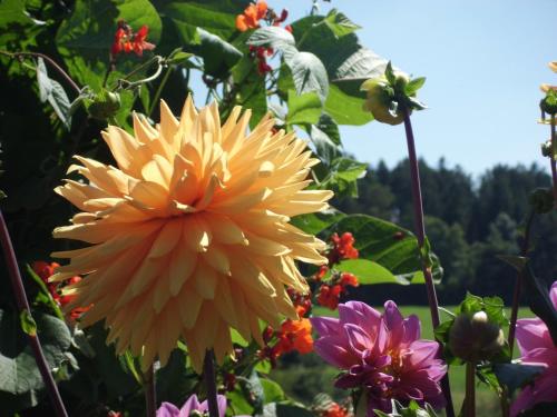 a yellow flower in a garden with other flowers at Landgasthaus Sonne in Freudenstadt