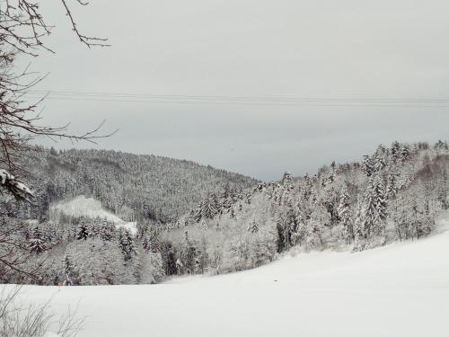 a snow covered hillside with a forest of trees at Gasthof-Hotel Dilger in Rattenberg