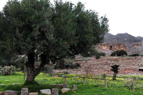 a tree in the middle of a field with a building at Villa Kalliopi ΙnCreteble Cretan Resindences Collection in Xerokampos